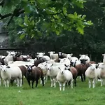 Rainors Farm * 高斯福斯