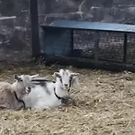 Rainors Farm *