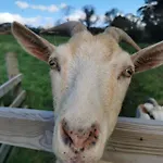 Rainors Farm