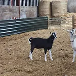 Rainors Farm