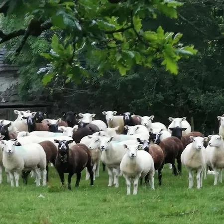 Rainors Farm * Gosforth