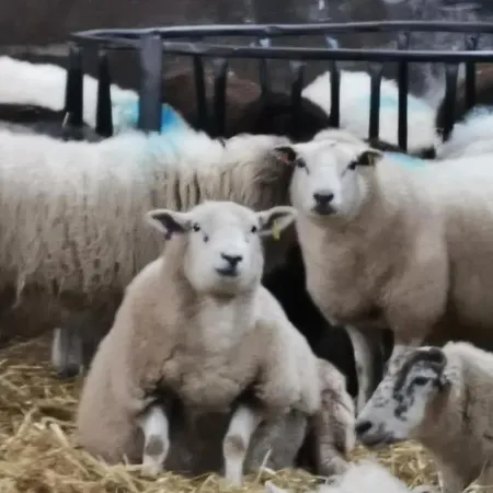 Appartement Rainors Farm Gosforth (Cumbria)