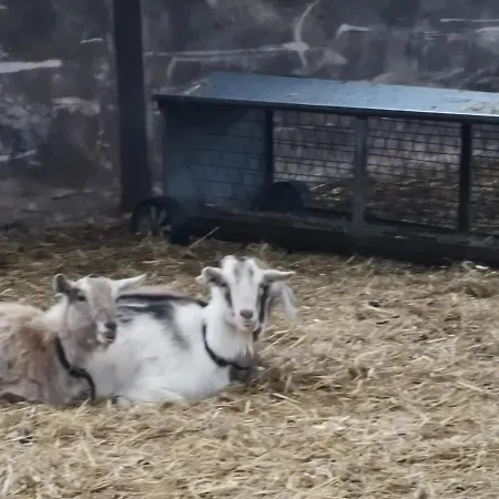 Rainors Farm *