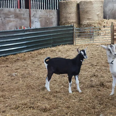 Rainors Farm